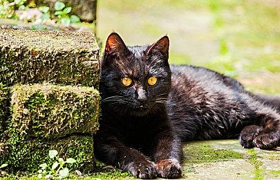 巨人网络《仙侠世界》Steam页面开放 11月28日上线